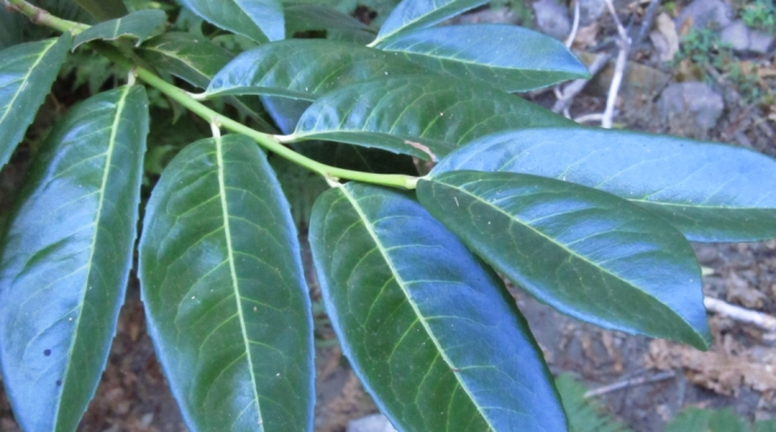 Prunus laurocerasus spontaneo all''isola d''Elba?